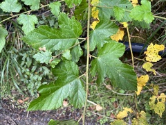 Rubus taitoensis
