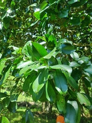 Syzygium moorei
