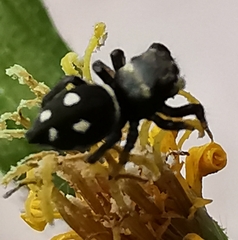 Heliophanus apiatus