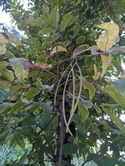 Holarrhena pubescens