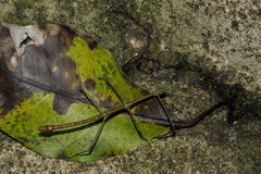 Phraortes stomphax