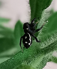 Heliophanus apiatus