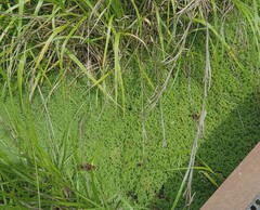 Azolla
