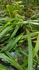 Thurnia sphaerocephala