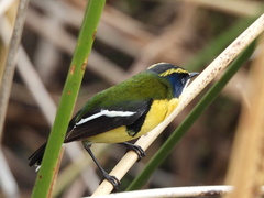 Tachuris rubrigastra