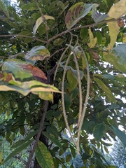 Holarrhena pubescens