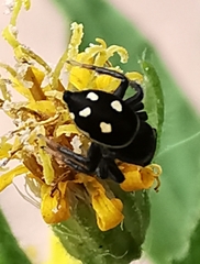Heliophanus apiatus