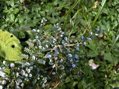 Ligustrum morrisonense