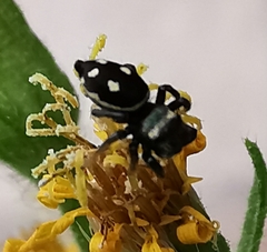 Heliophanus apiatus