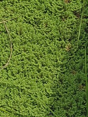 Azolla