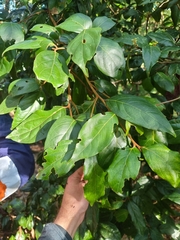 Endiandra muelleri bracteata