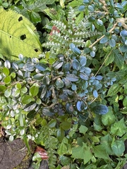 Ligustrum morrisonense