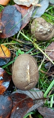 Lycoperdon nigrescens