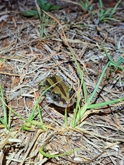 Kassina senegalensis