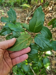 Endiandra muelleri bracteata