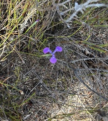 Moraea tripetala