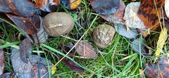 Lycoperdon nigrescens