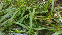 Thurnia sphaerocephala