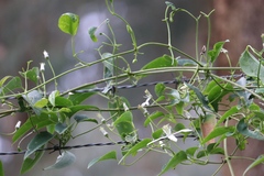Clematis glycinoides