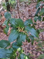 Endiandra muelleri bracteata