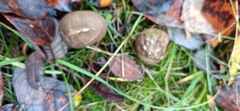 Lycoperdon nigrescens