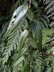 Rubus swinhoei