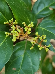 Endiandra muelleri bracteata