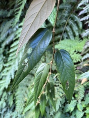 Rubus swinhoei