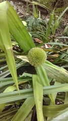 Thurnia sphaerocephala