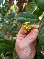 Endiandra muelleri bracteata