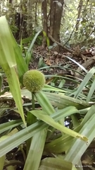 Thurnia sphaerocephala