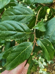 Endiandra muelleri bracteata