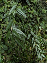 Rubus swinhoei