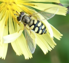 Eupeodes corollae
