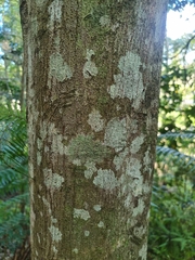 Endiandra muelleri bracteata