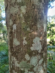 Endiandra muelleri bracteata