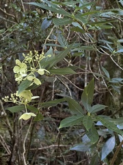 Hydrangea chinensis