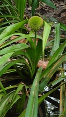 Thurnia sphaerocephala