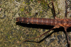Neohirasea hongkongensis