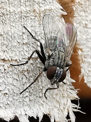 Muscoidea