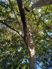 Endiandra muelleri bracteata