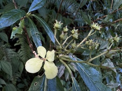Hydrangea chinensis