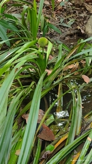 Thurnia sphaerocephala