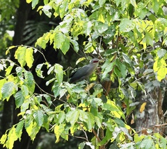 Phaenicophaeus tristis