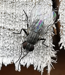 Muscoidea