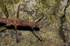 Neohirasea hongkongensis