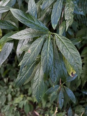 Hydrangea chinensis