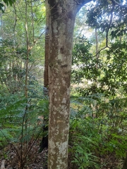 Endiandra muelleri bracteata