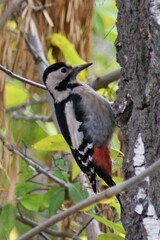 Dendrocopos syriacus
