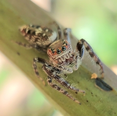 Opisthoncus quadratarius